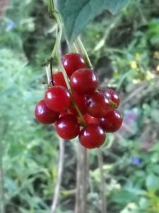 Unusual Fruits, Part 3: American High-Bush Cranberries Image